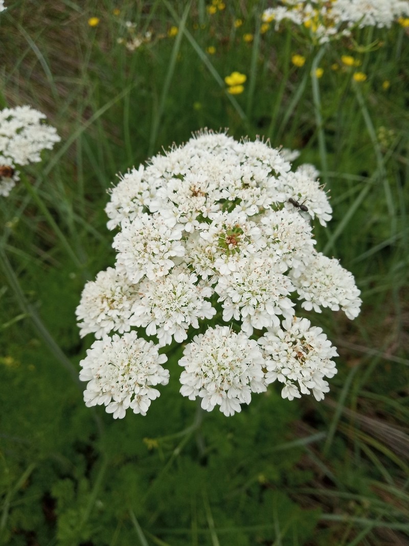 Oenanthe incrassans photo 3