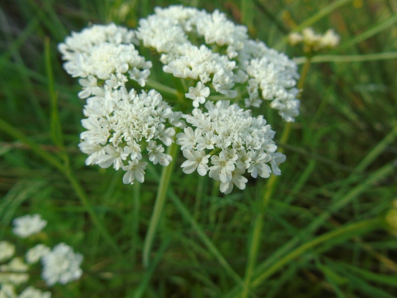 Oenanthe incrassans photo 4