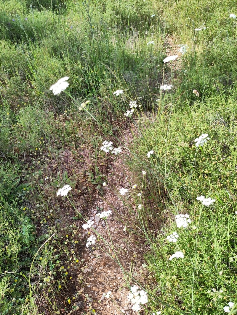 Oenanthe incrassans photo 5