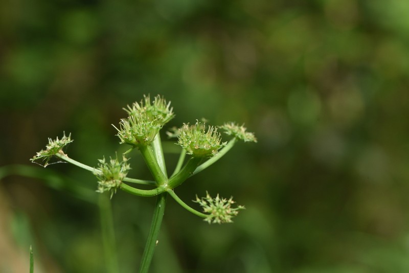 Oenanthe incrassans photo 7