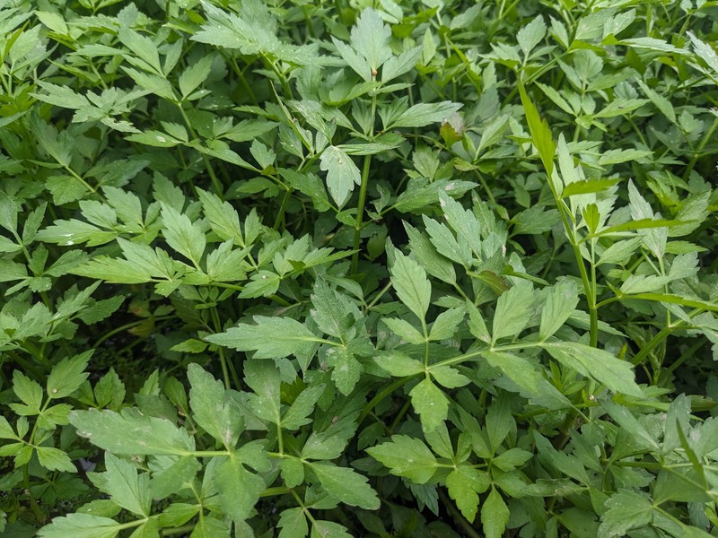 Java Waterdropwort photo 4