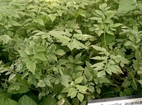 Java Waterdropwort