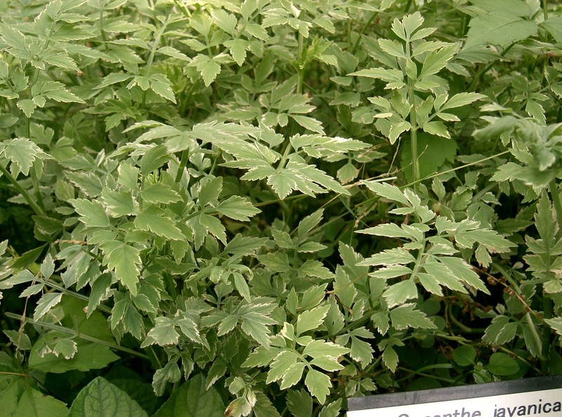 Java Waterdropwort
