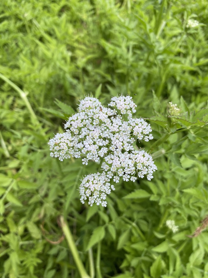 Java Waterdropwort photo 3