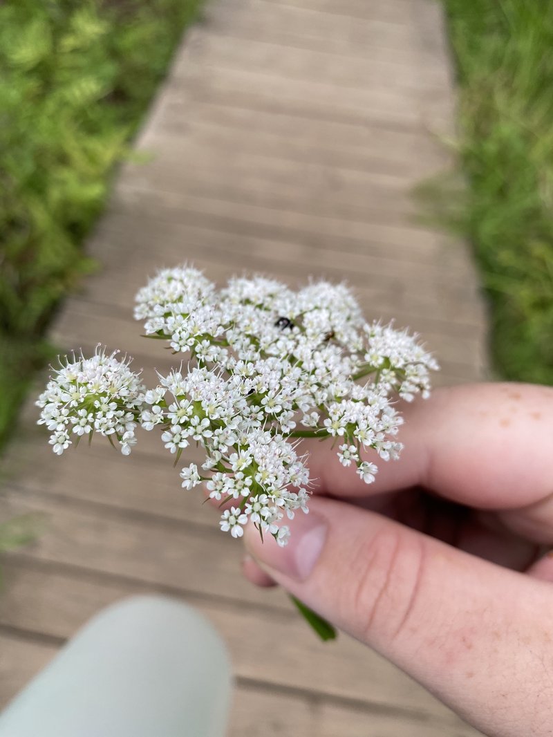 Java Waterdropwort photo 5
