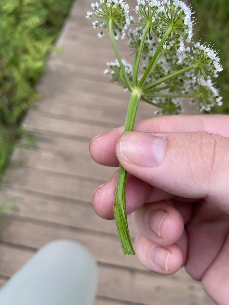 Java Waterdropwort photo 6