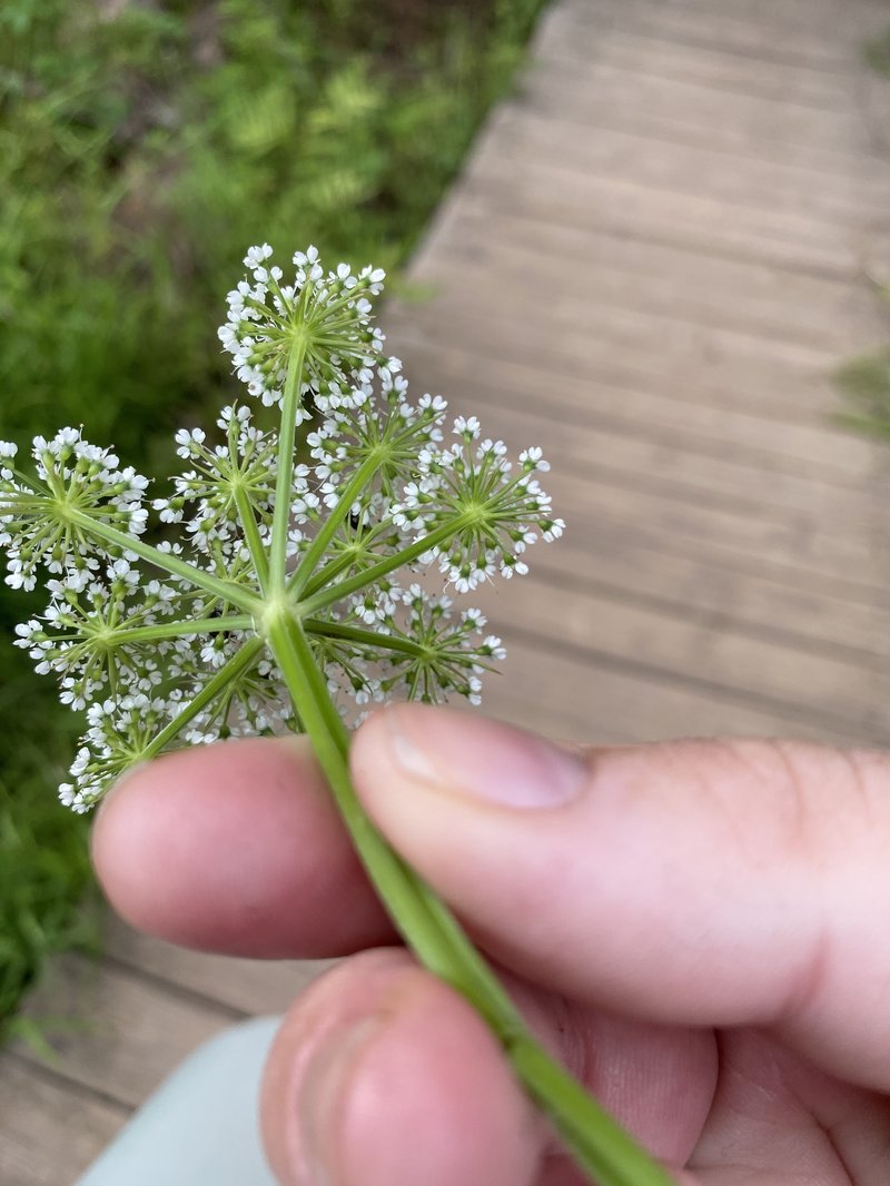 Java Waterdropwort photo 7