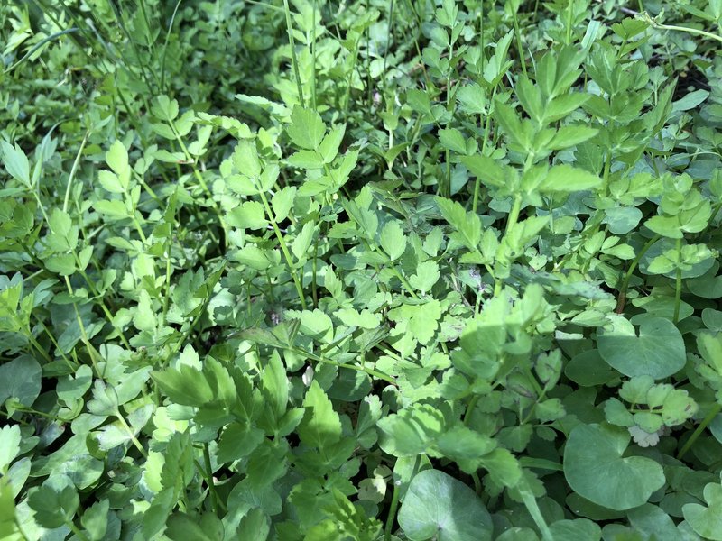 Java Waterdropwort photo 8