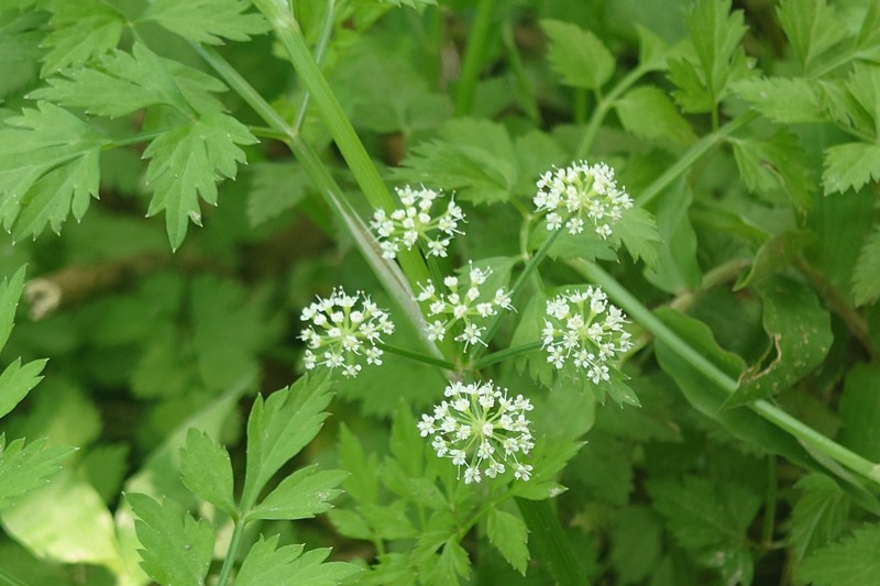 Oenanthe javanica subsp. rosthornii