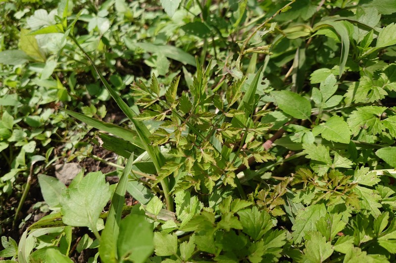 Oenanthe javanica subsp. rosthornii photo 2