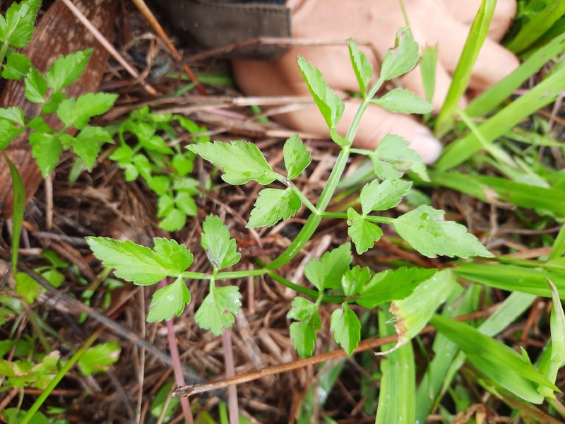 Oenanthe javanica subsp. rosthornii photo 3