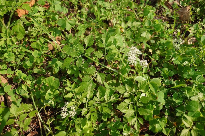 Oenanthe javanica subsp. rosthornii photo 4
