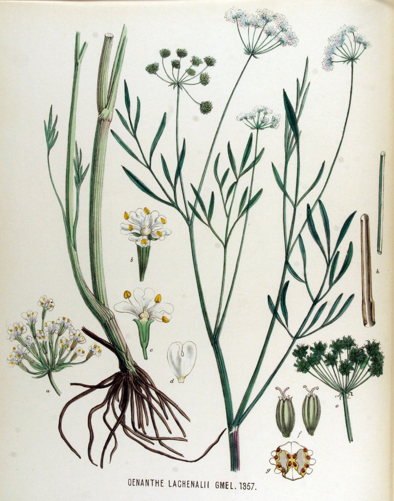 Oenanthe lachenalii
