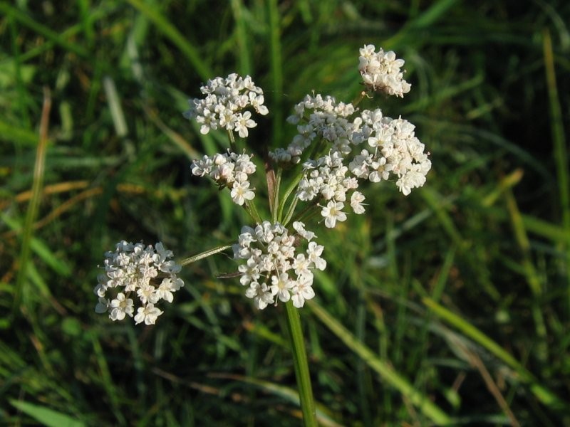 Oenanthe lachenalii photo 2