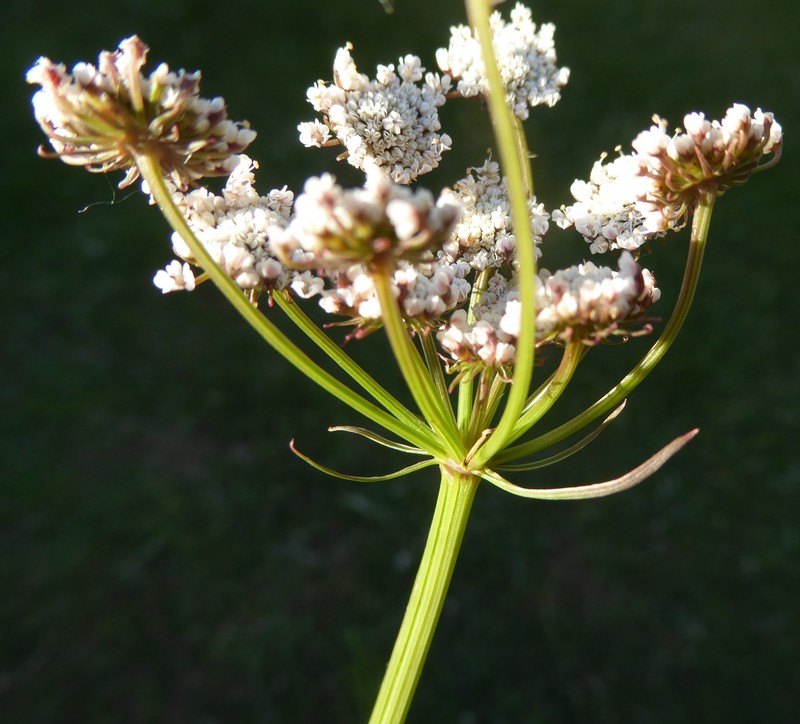 Oenanthe lachenalii photo 3