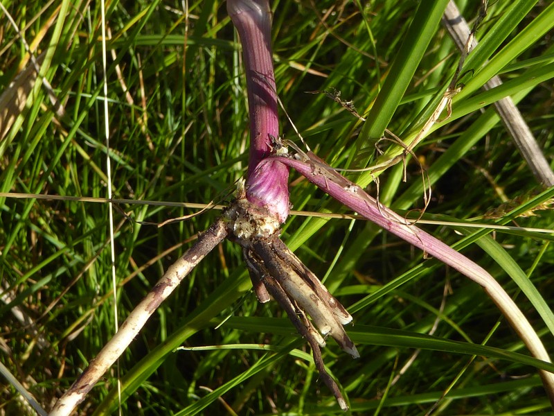 Oenanthe lachenalii photo 4