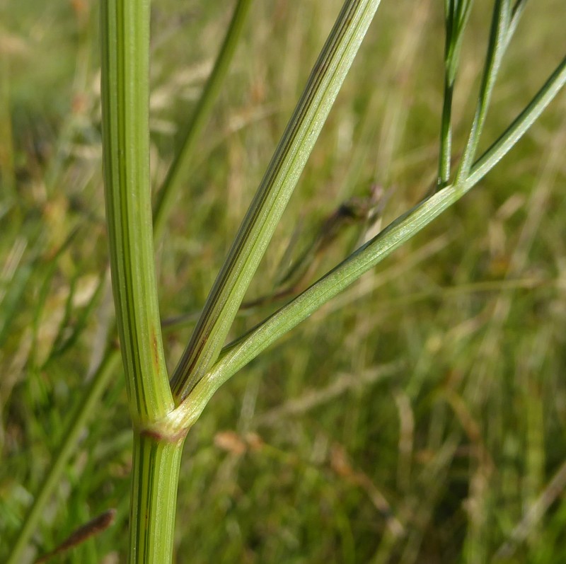 Oenanthe lachenalii photo 5