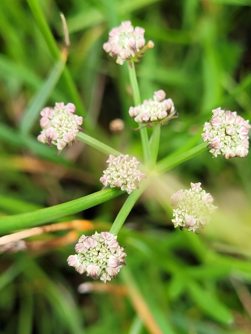 Oenanthe lachenalii photo 6