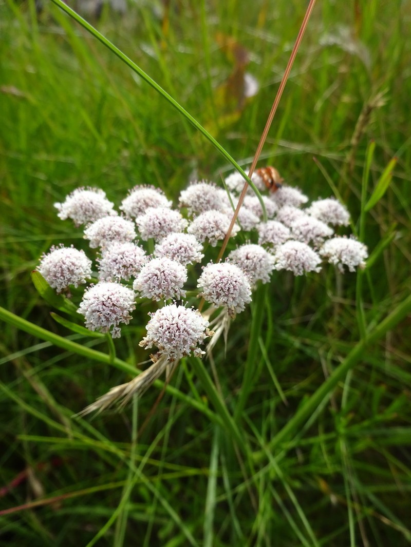 Oenanthe lachenalii photo 7