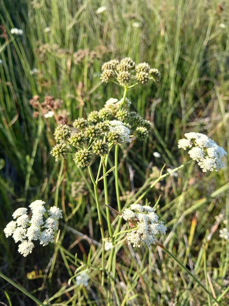 Oenanthe lachenalii photo 8