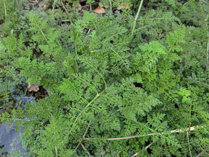 Oenanthe linearis