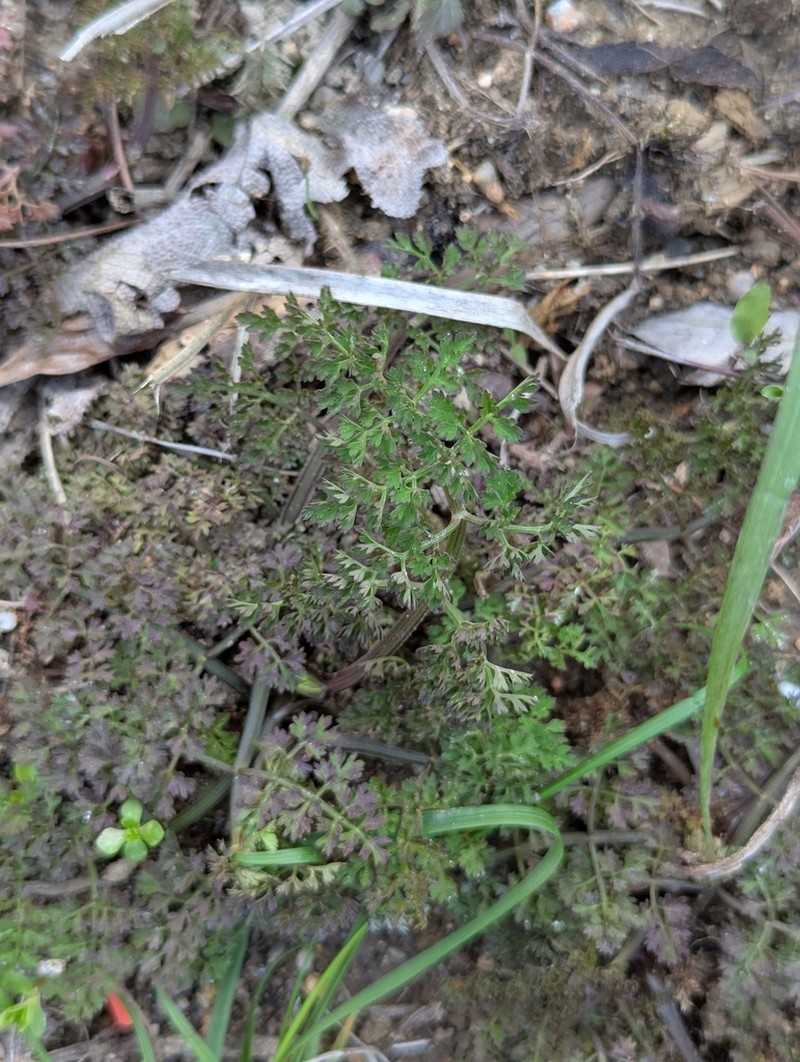 Oenanthe linearis photo 2