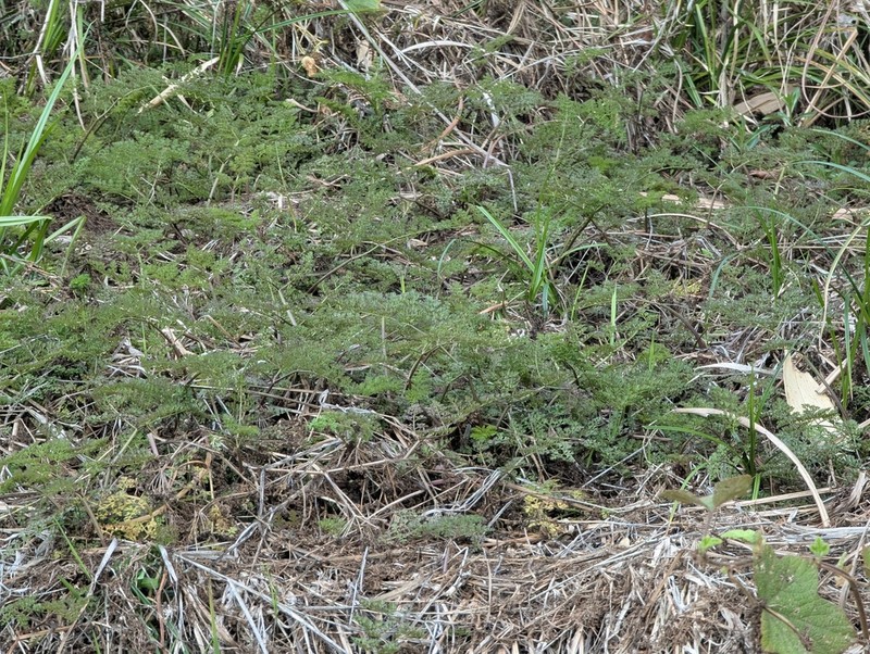Oenanthe linearis photo 4