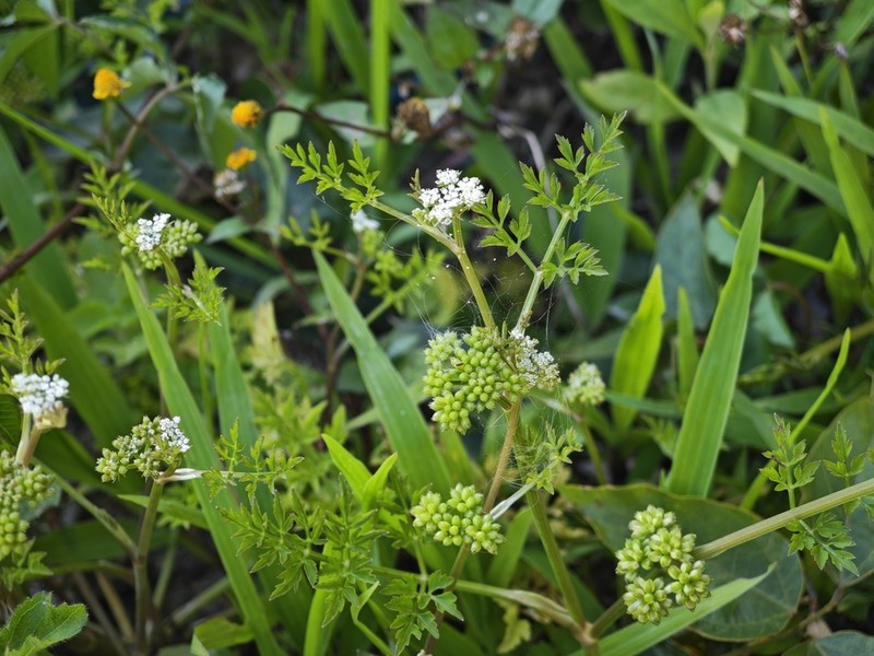 Oenanthe linearis photo 5