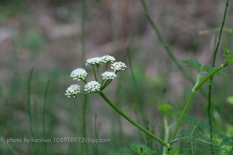 Oenanthe linearis photo 7