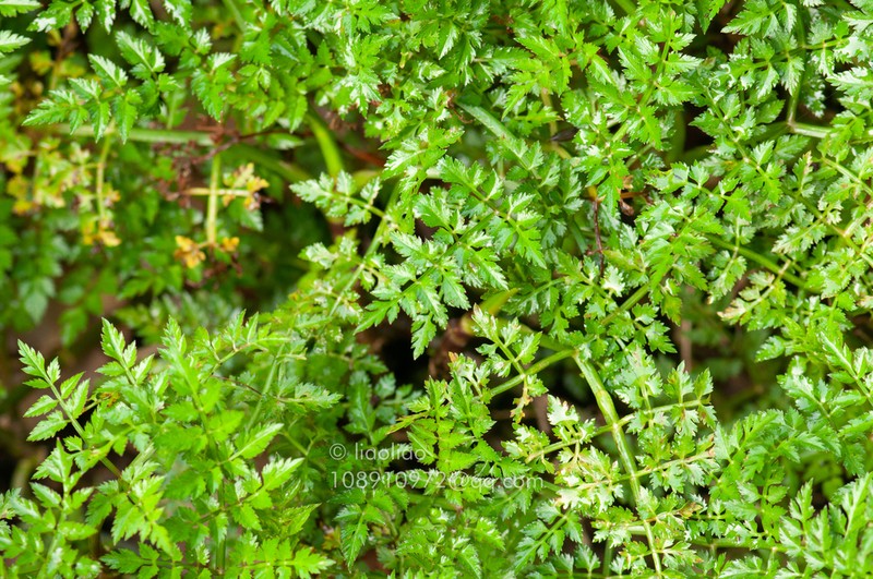 Oenanthe linearis photo 8