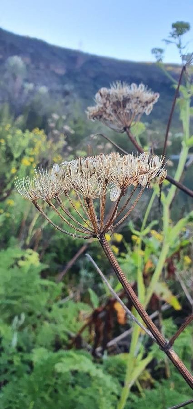 Oenanthe palustris