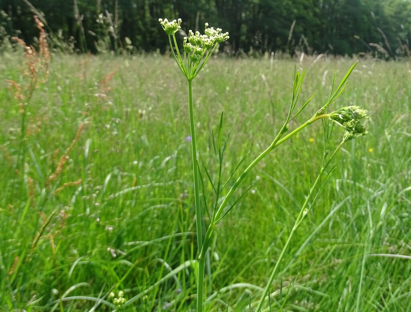Oenanthe peucedanifolia