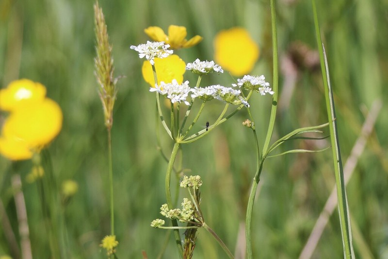 Oenanthe peucedanifolia photo 3