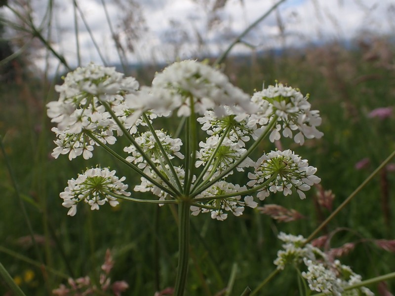 Oenanthe peucedanifolia photo 4