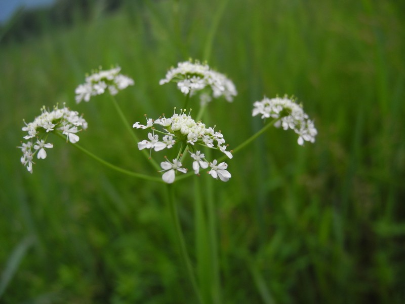 Oenanthe peucedanifolia photo 5