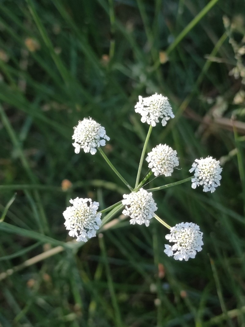 Oenanthe peucedanifolia photo 6