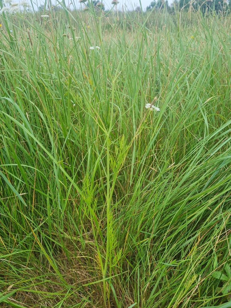 Oenanthe peucedanifolia photo 7