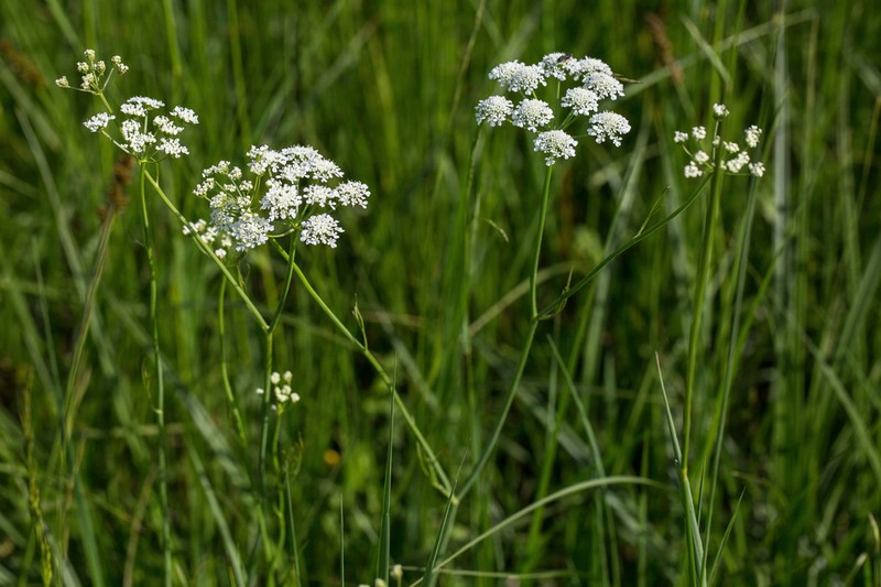 Oenanthe peucedanifolia photo 8