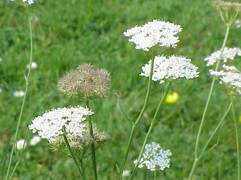 Corkyfruit Waterdropwort
