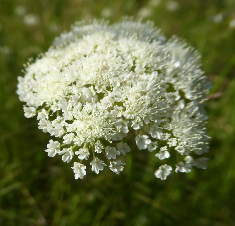 Corkyfruit Waterdropwort photo 2