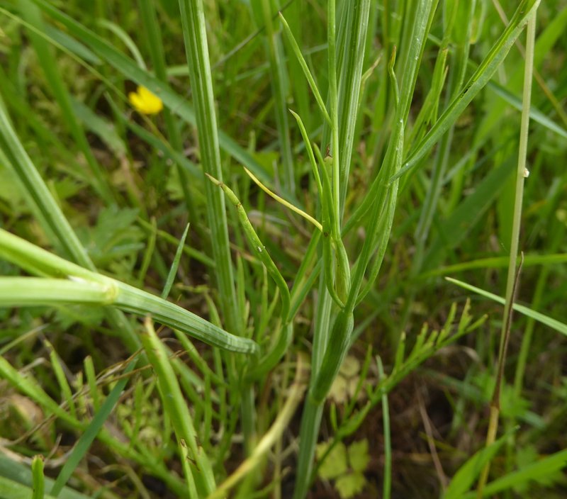 Corkyfruit Waterdropwort photo 3