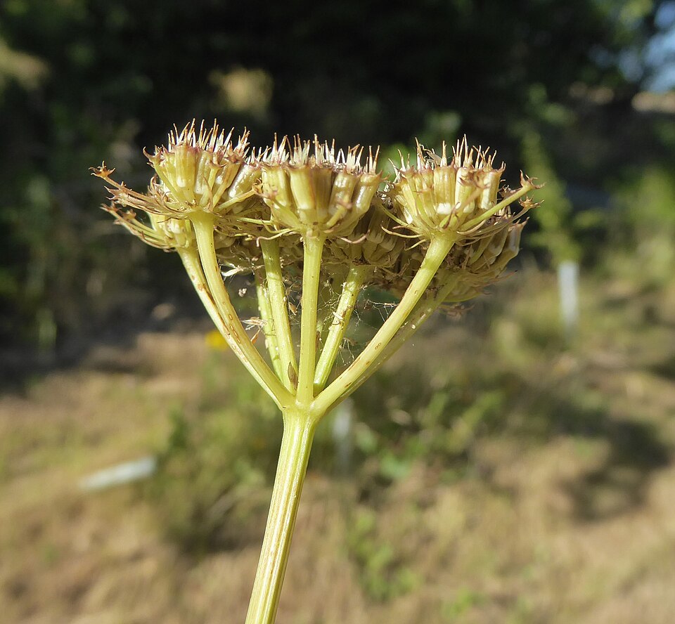 Corkyfruit Waterdropwort photo 4