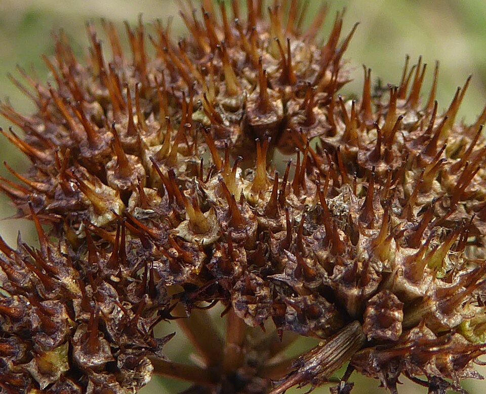 Corkyfruit Waterdropwort photo 5