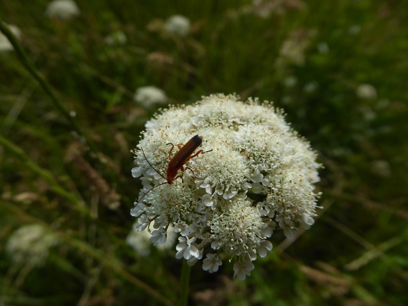 Corkyfruit Waterdropwort photo 6