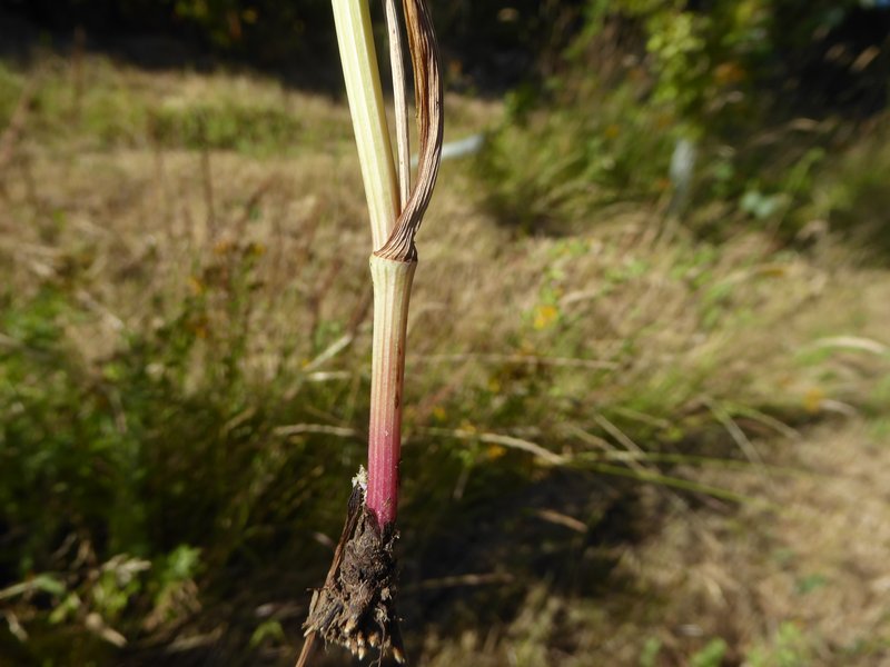 Corkyfruit Waterdropwort photo 7