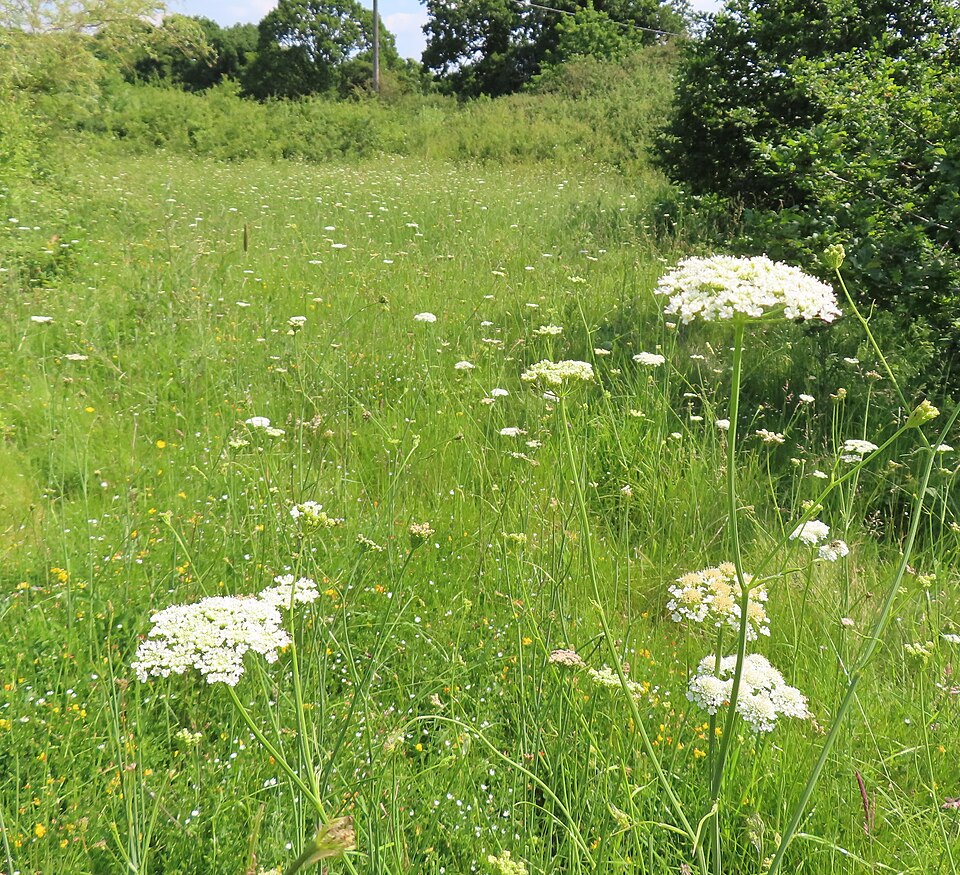 Corkyfruit Waterdropwort photo 8