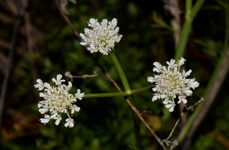 Oenanthe pimpinelloides subsp. pimpinelloides