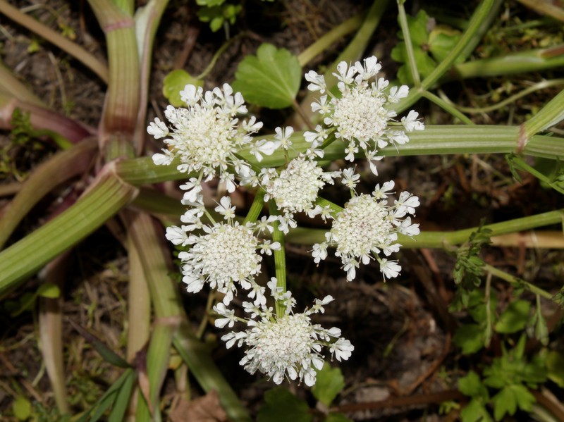 Oenanthe pimpinelloides subsp. pimpinelloides photo 2