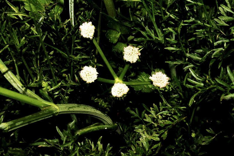 Oenanthe pimpinelloides subsp. pimpinelloides photo 3
