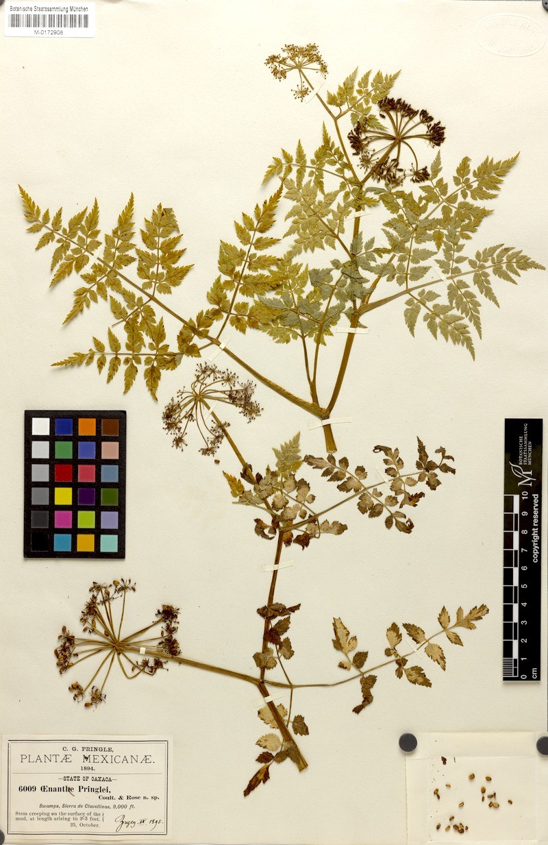 Oenanthe pringlei